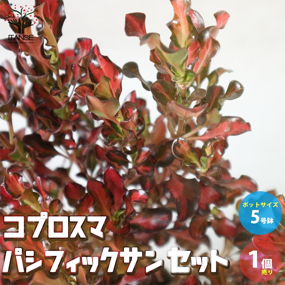 楽天市場 コプロスマ カラーリーフ coprosma アンティーク オージープランツ シンボルツリー