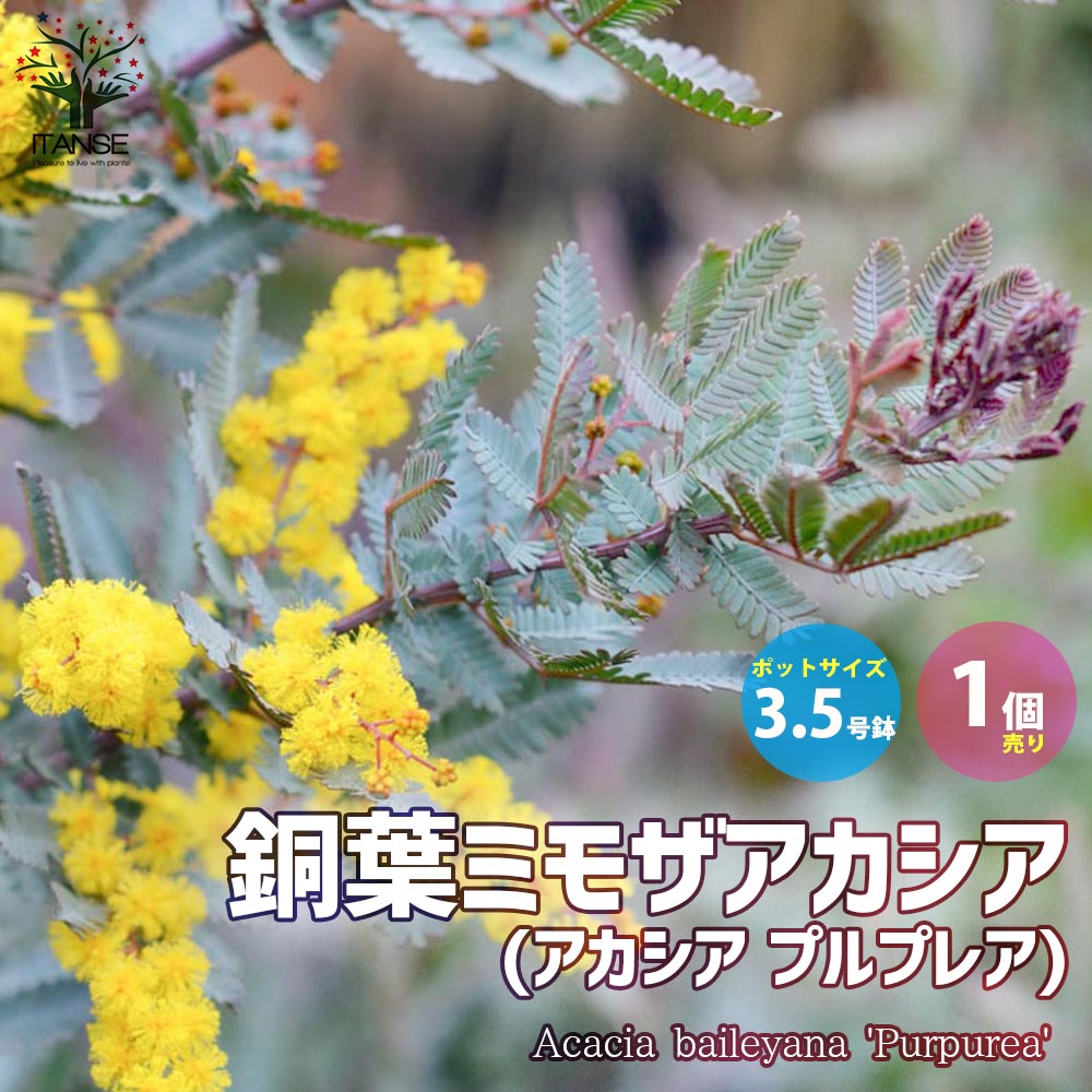 銅葉ミモザアカシア アカシア プルプレア ミモザアカシア 銅葉アカシア ハナアカシア ミモザ 花木 花木苗 花苗 花の苗 グランドカバー 世界の人気ブランド