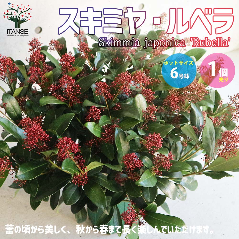 楽天市場】【送料無料】スキミヤルベラ 【花苗 6号鉢特大苗／1個売り