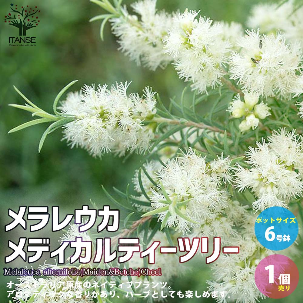 楽天市場】【送料無料】 ヒペリカム ジュエリールビー【庭木 5号鉢 ／1個売り】ヒペリカム ジュエリールビー 赤い実 金糸梅 キンシバイ オトギリソウ 花木  花木苗 花苗 : 植物販売のＩＴＡＮＳＥ楽天市場店