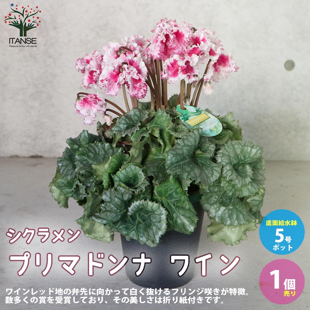 シクラメン アイスプリンセス【花苗 開花株 6号 大鉢／1個売り】 :1