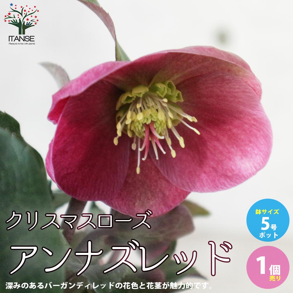 観葉草木特集