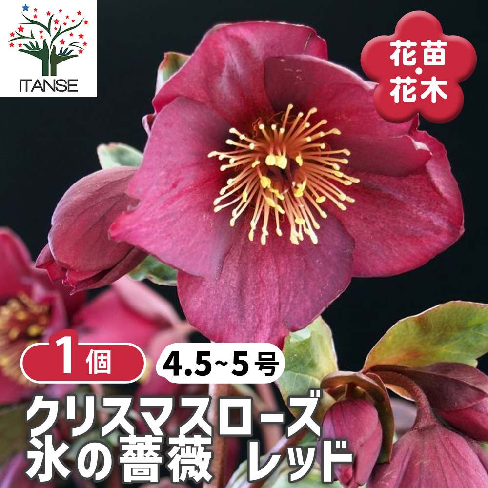 【送料無料】クリスマスローズHGC 氷の薔薇 レッド 花苗 5号ポット苗 1個売り クリスマスローズ苗 キンボウゲ ヘレボルス 多花性 カラーリーフ 生け垣 生垣 庭木 植木 花木 花壇 送料無料 即納