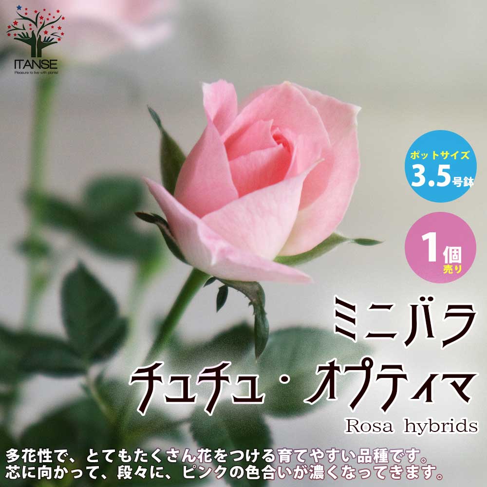 楽天市場】【10%OFFクーポン配布中】ミニ薔薇チュチュ・オプティマ