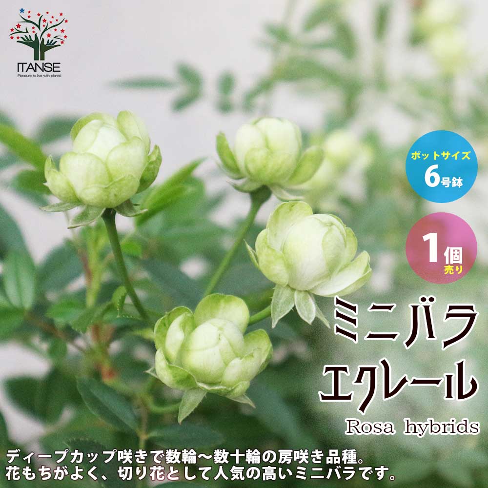 楽天市場】【送料無料】薔薇 オリエンタルエクレール 【花苗 6号ポット