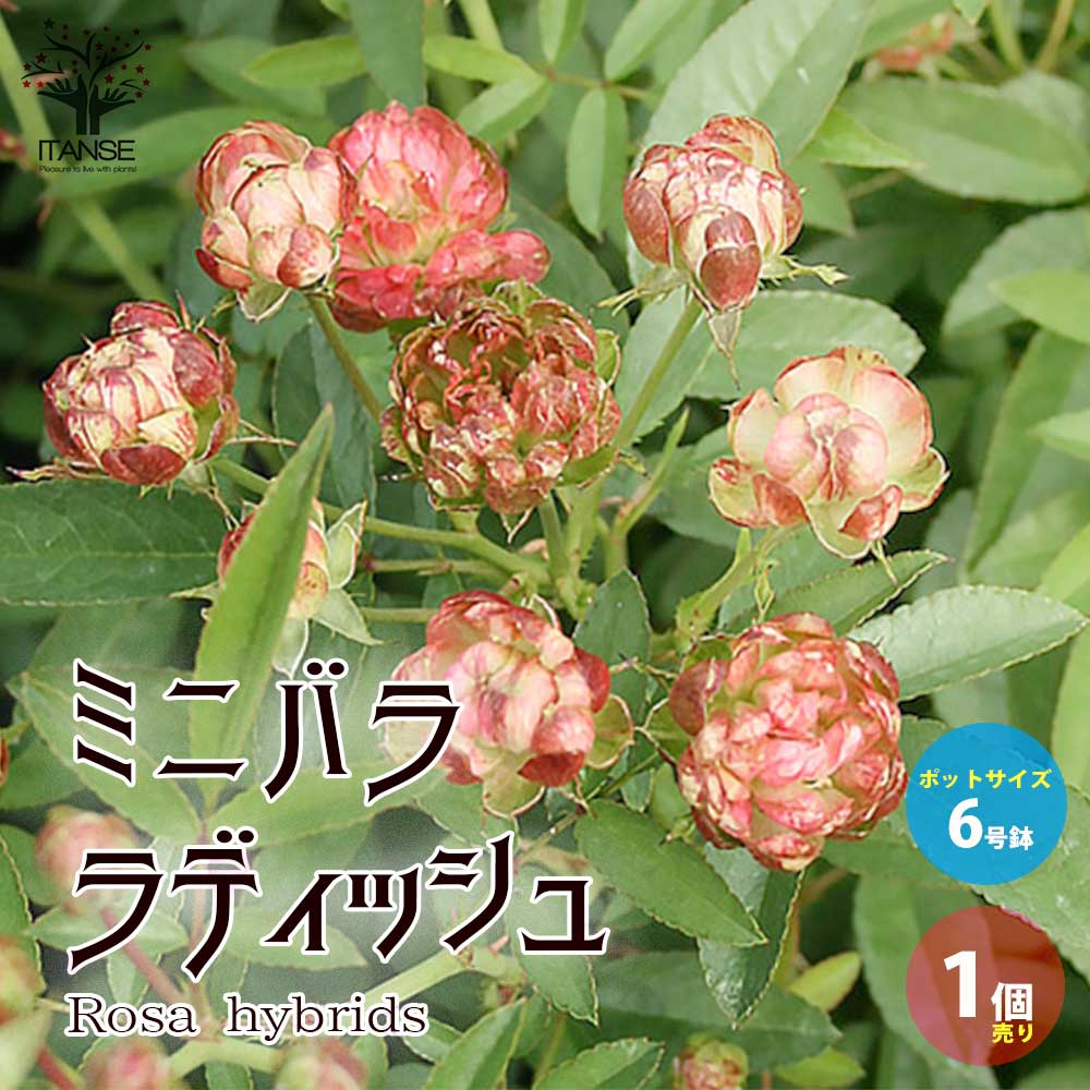 【楽天市場】【10%OFFクーポン配布中】ミニ薔薇ラディッシュ