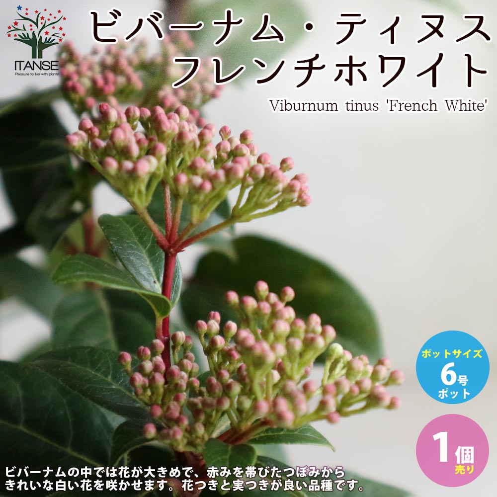 【送料無料】ビバーナムティヌス フレンチホワイト 庭木 庭園花木6号ポット 1個売り セイヨウテマリカンボク オオデマリ 西洋手毬肝木 ガーデン 送料無料 即納