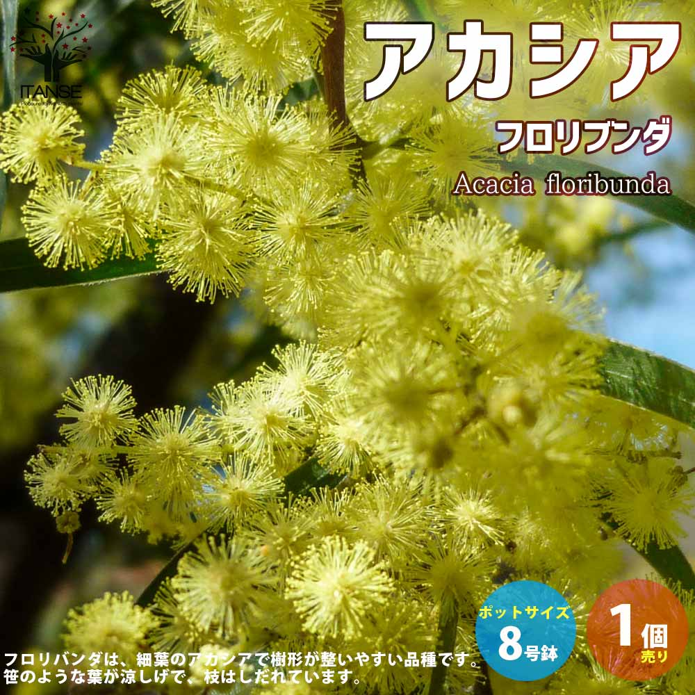 最大74 オフ アカシア フロリブンダ ミモザ Flower トナカイの角 クリスマス 矮性 花 フラワーアレンジメント 花のある暮らし フラワーバレンタイン ミニアレンジメント Fucoa Cl