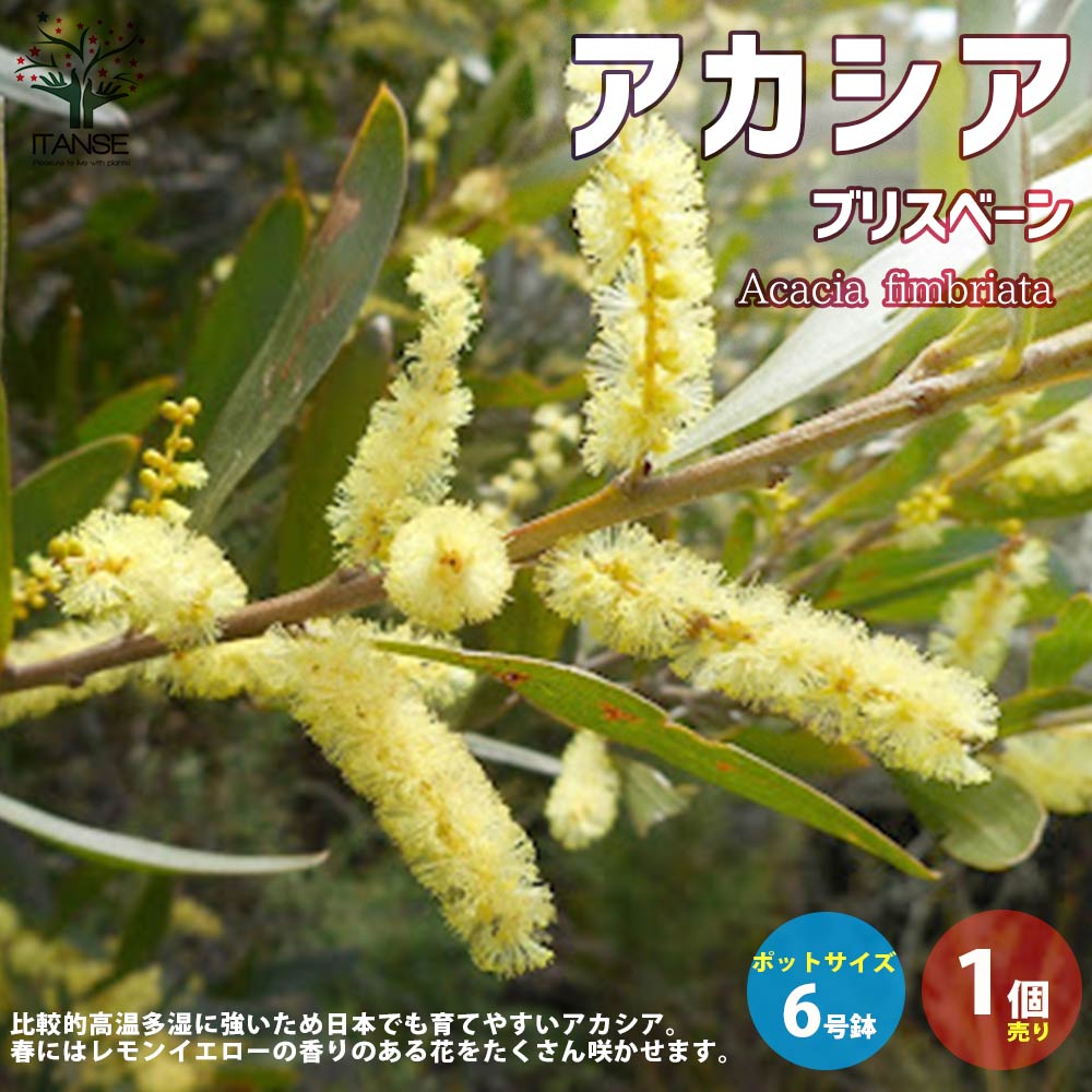 アカシア ブリスベーン フラワーアレンジメント 花のある暮らし フラワーバレンタイン ミニアレンジメント 最大84 オフ