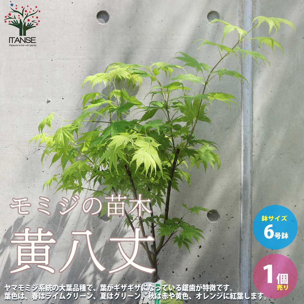 【送料無料】モミジ ( カエデ ) の苗木品種：黄八丈 ( キハチジョウ ) 庭木 接木苗 6号鉢 1個売り カエデ 楓 もみじ モミジ 紅葉 送料無料 即納