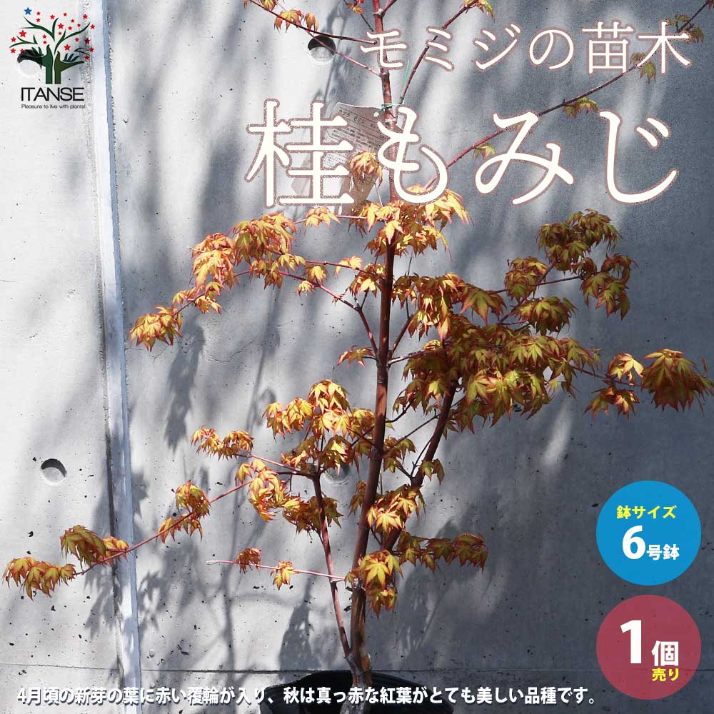 観葉草木特集