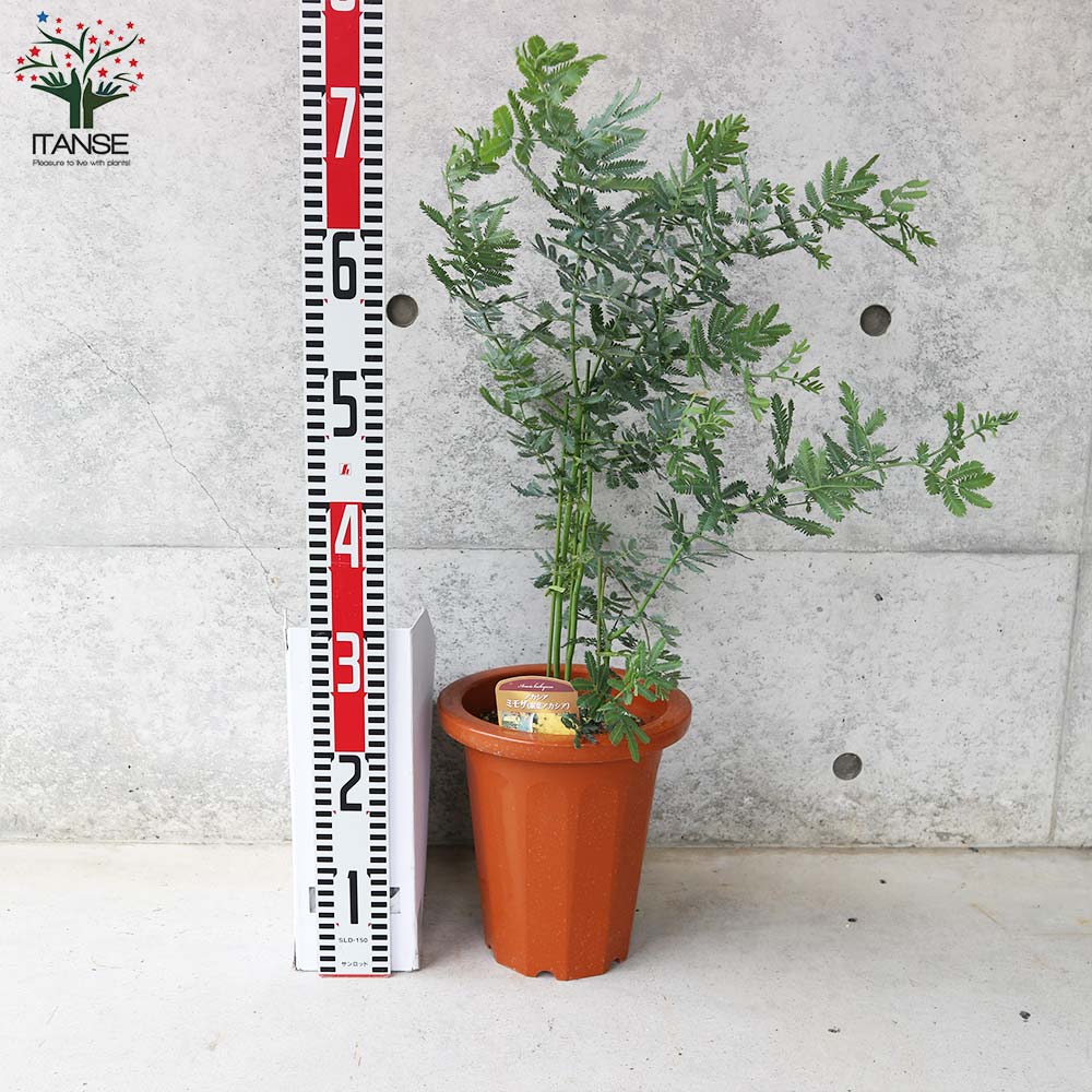 送料無料 ミモザアカシア クリスマス 矮性 ミモザ Flower フラワーアレンジメント 茶鉢 庭木 トナカイの角 7号鉢大苗 1個売り アカシア 花