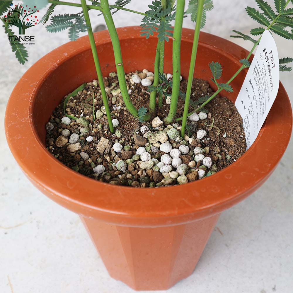 送料無料 ミモザアカシア フラワーアレンジメント トナカイの角 アカシア 茶鉢 花 1個売り 7号鉢大苗 矮性 クリスマス Flower 庭木 ミモザ