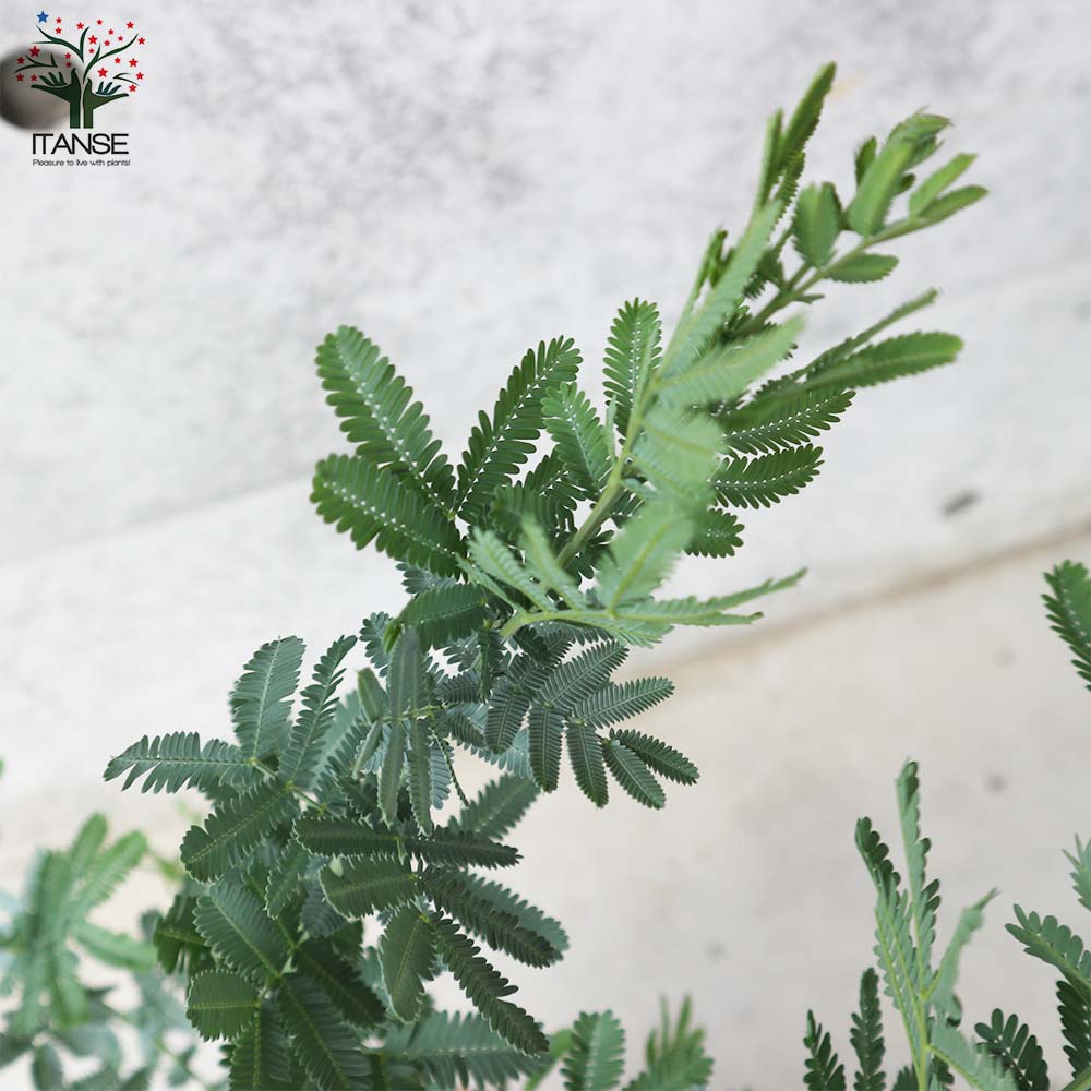 送料無料 ミモザアカシア フラワーアレンジメント トナカイの角 アカシア 茶鉢 花 1個売り 7号鉢大苗 矮性 クリスマス Flower 庭木 ミモザ