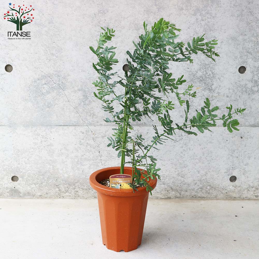 送料無料 ミモザアカシア クリスマス ミモザ 茶鉢 花 庭木 1個売り アカシア Flower 矮性 トナカイの角 フラワーアレンジメント 7号鉢大苗