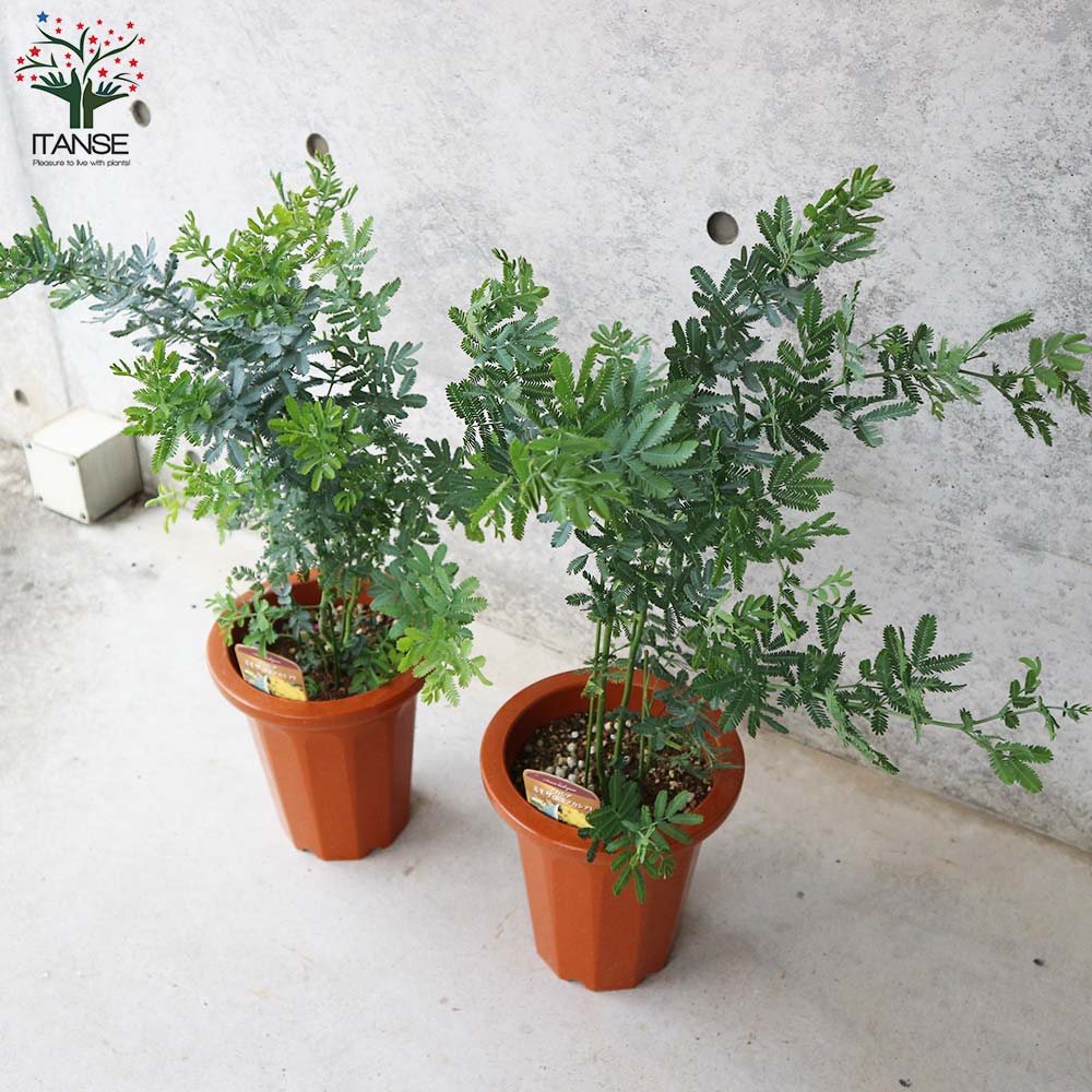 送料無料 ミモザアカシア クリスマス 矮性 ミモザ Flower フラワーアレンジメント 茶鉢 庭木 トナカイの角 7号鉢大苗 1個売り アカシア 花