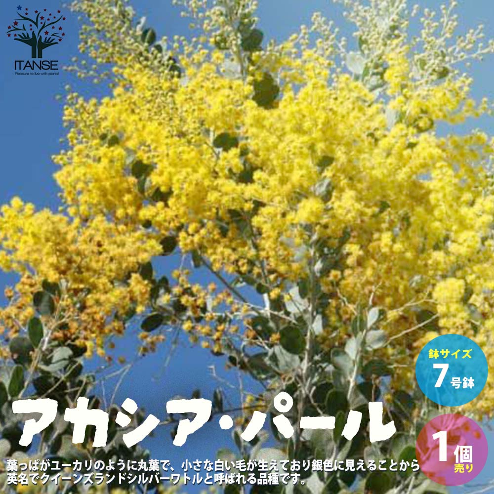 送料無料 アカシア 花 パール ミモザ 1個売り トナカイの角 7号鉢 クリスマス Flower フラワーアレンジメント 庭木 矮性