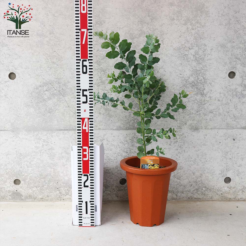 送料無料 アカシア 花 パール ミモザ 1個売り トナカイの角 7号鉢 クリスマス Flower フラワーアレンジメント 庭木 矮性