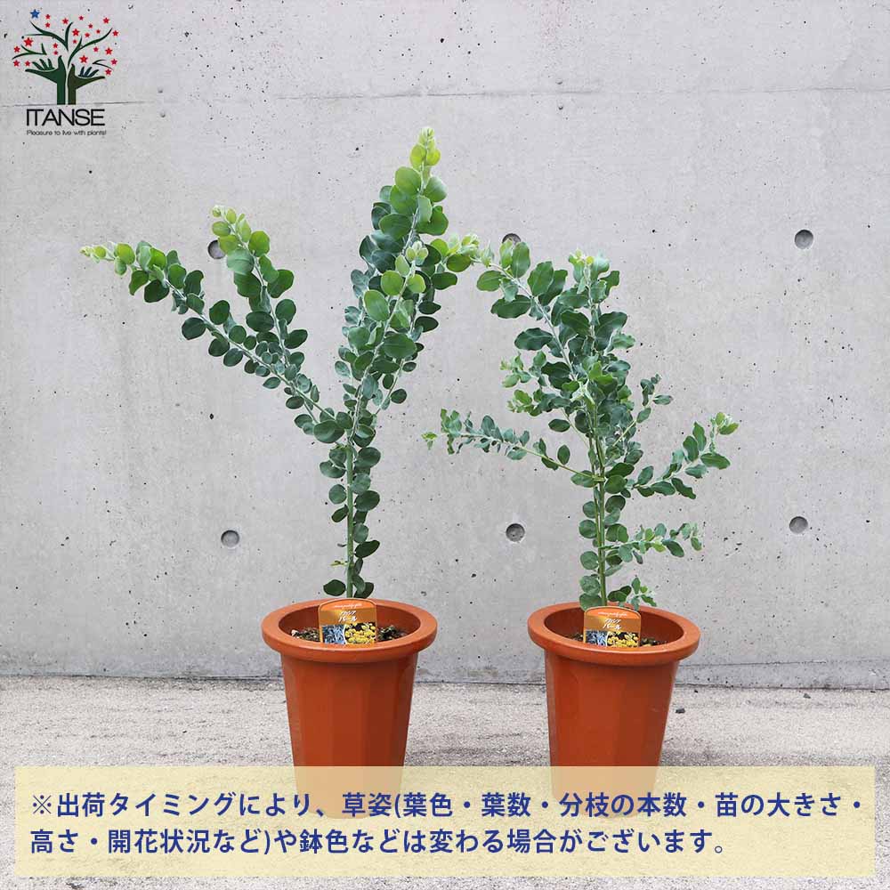 送料無料 アカシア 花 パール ミモザ 1個売り トナカイの角 7号鉢 クリスマス Flower フラワーアレンジメント 庭木 矮性