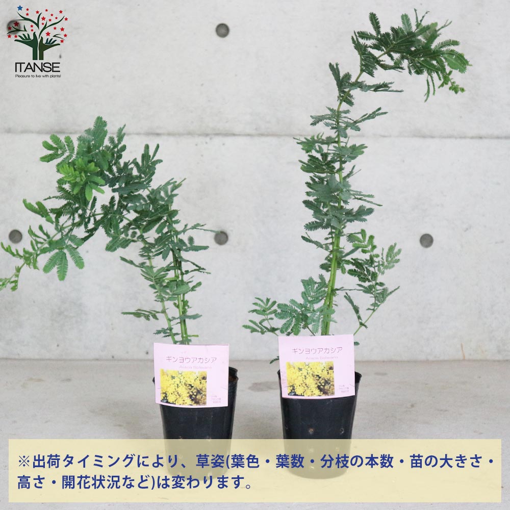 市場 送料無料 4号ポット苗 庭木 1個売り ミモザアカシア ミモザの苗ミモザアカシア ギンヨウアカシア