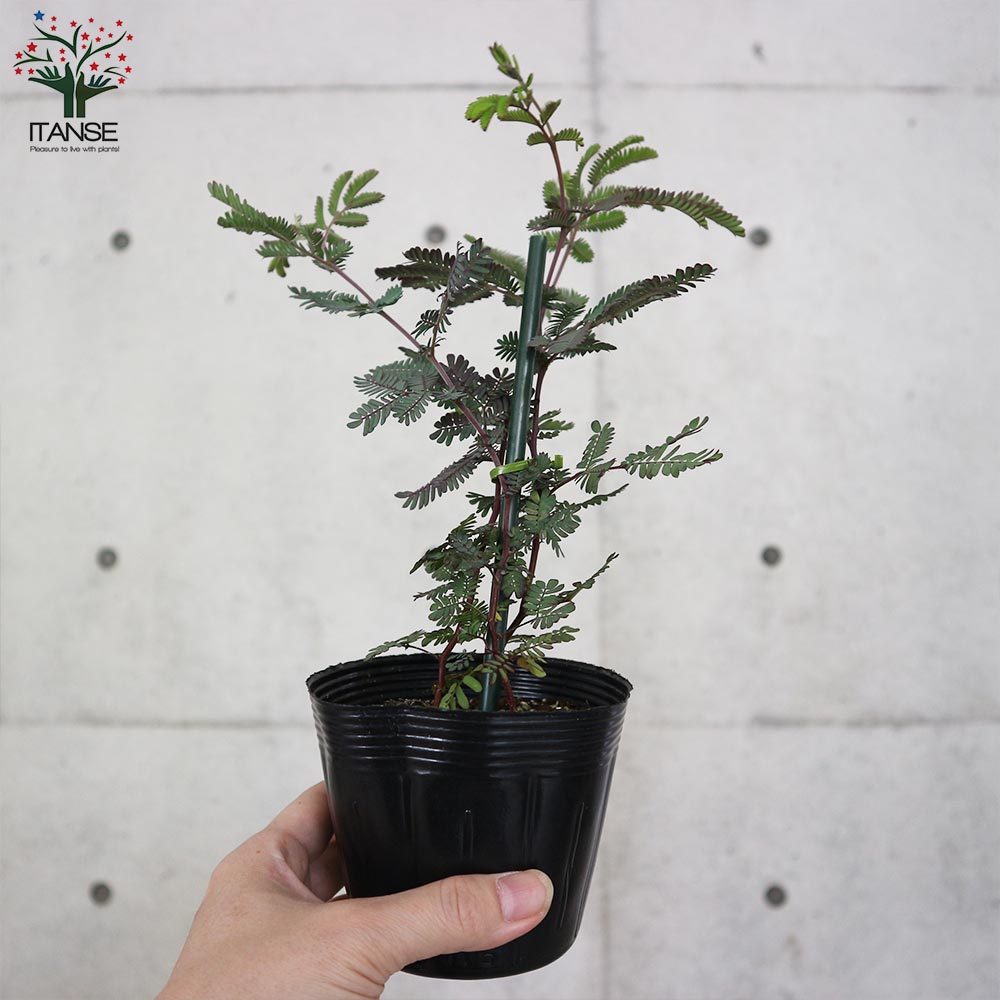 送料無料 アカシアプルプレア 庭木 ギンヨウアカシア 9cmポット お買い得2個セット 銅葉ミモザアカシア