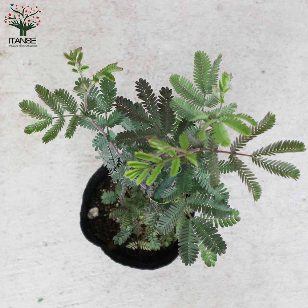 送料無料 アカシアプルプレア 庭木 ギンヨウアカシア 9cmポット お買い得2個セット 銅葉ミモザアカシア