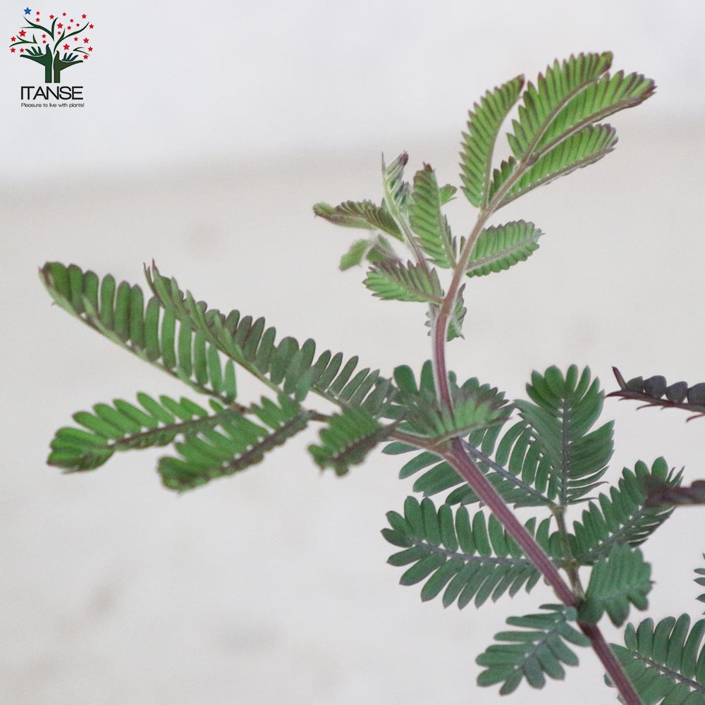 市場 送料無料 銅葉ミモザアカシア 庭木 アカシアプルプレア ギンヨウアカシア 9cmポット お買い得4個セット