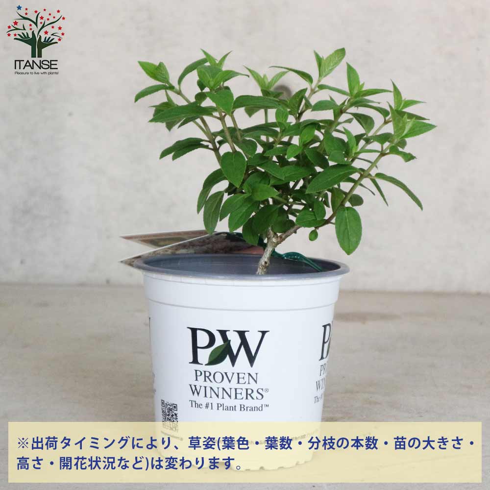 送料無料 ノリウツギ ボボ 日本原産の紫陽花 庭木 リトルホイップ 5号ポット あじさい 1個売り