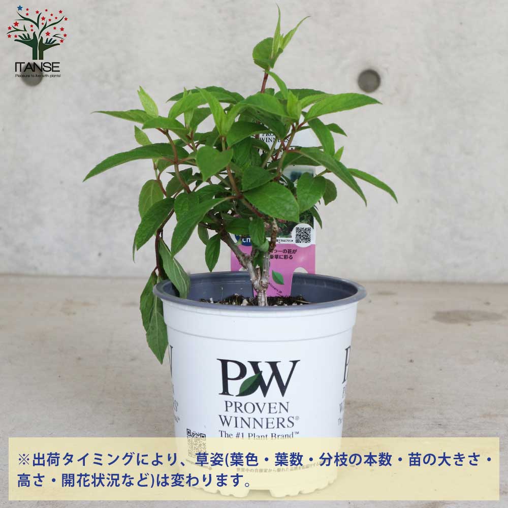 送料無料 ノリウツギ あじさい 5号ポット ピンキーウィンキー 日本原産の紫陽花 1個売り 庭木