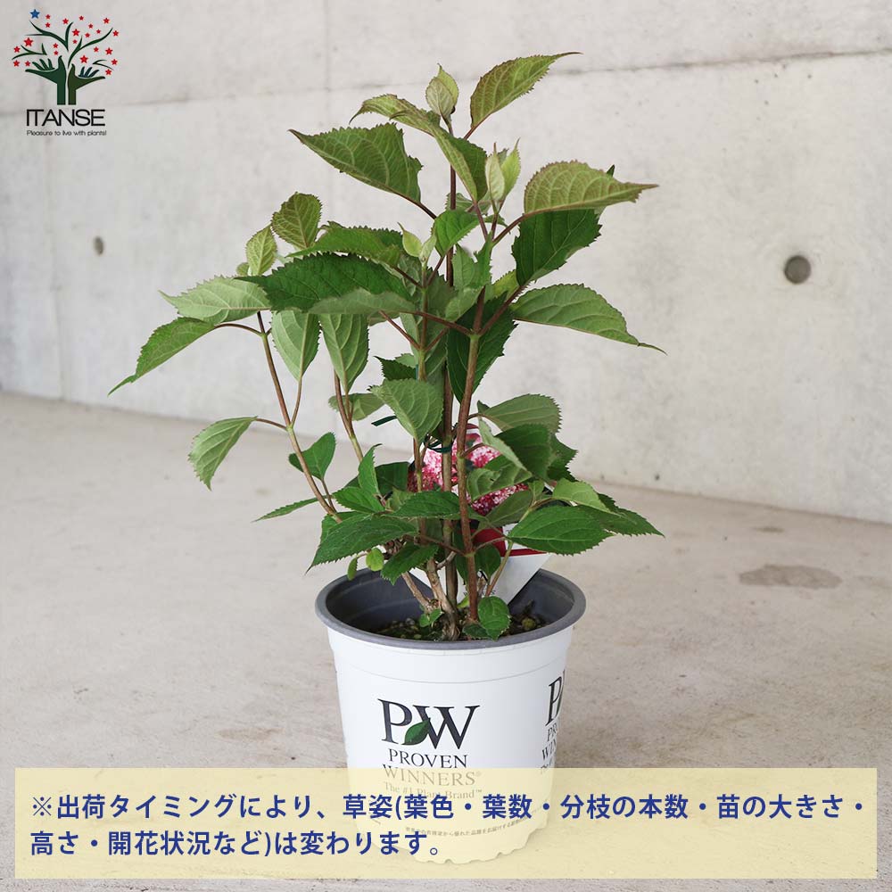 送料無料 アメリカアジサイ 庭木 5号ポット ルビーのアナベル アメリカノリノキ 1個売り