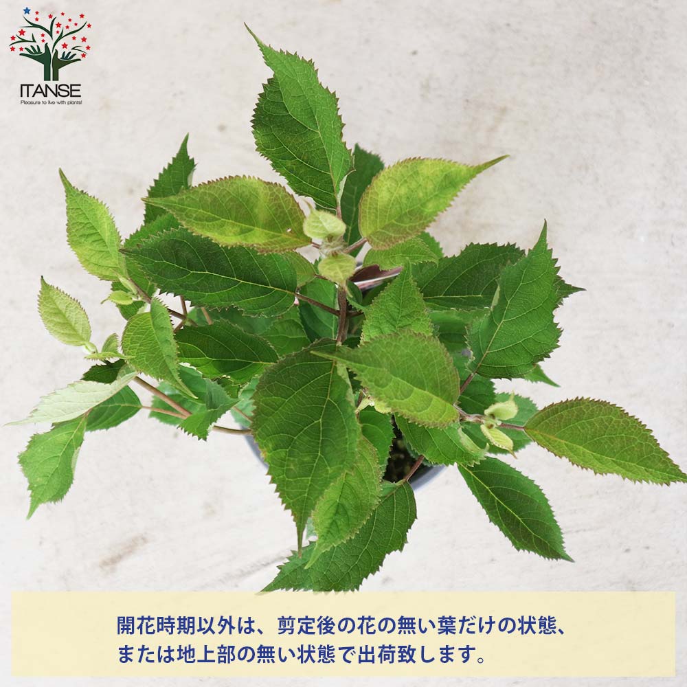 送料無料 アメリカアジサイ アメリカノリノキ ルビーのアナベル 庭木 5号ポット 1個売り 送料無料 アメリカアジサイ アメリカノリノキ ルビーのアナベル 庭木 5号ポット 1個売り