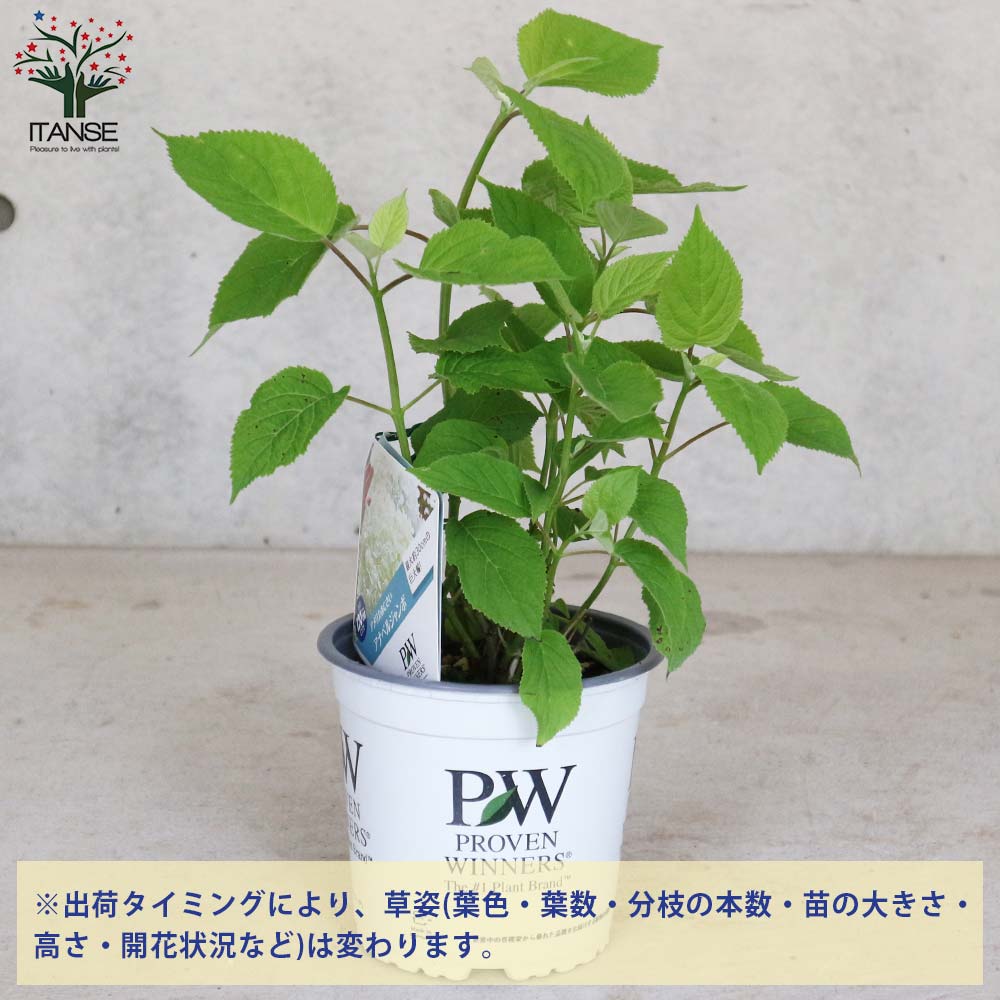 送料無料 アメリカアジサイ 1個売り アメリカノリノキ 庭木 5号ポット アナベルジャンボ