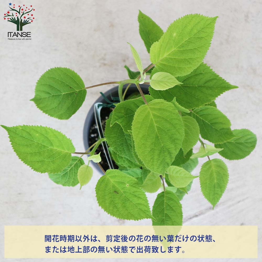 送料無料 アメリカアジサイ 庭木 5号ポット 1個売り アナベルジャンボ アメリカノリノキ 送料無料 アメリカアジサイ 庭木 5号ポット 1個売り アナベルジャンボ アメリカノリノキ