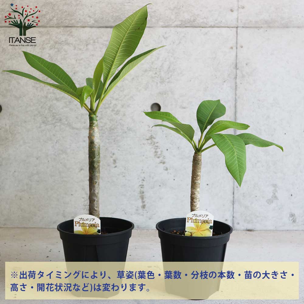 送料無料 プルメリア 庭木 熱帯花木苗 イエロー 1個売り インド素馨 5号鉢