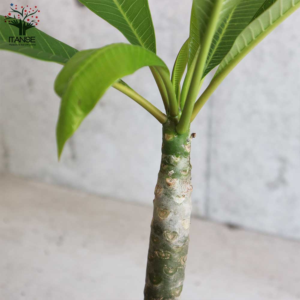 送料無料 プルメリア 庭木 熱帯花木苗 イエロー 1個売り インド素馨 5号鉢