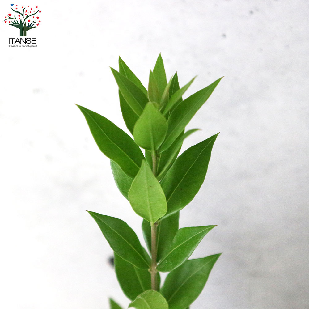 市場 送料無料 庭木 1個売り 7号ポット大苗 銀香梅 銀梅花 マートル ギンバイカ 銀盃花 ギンコウバイ