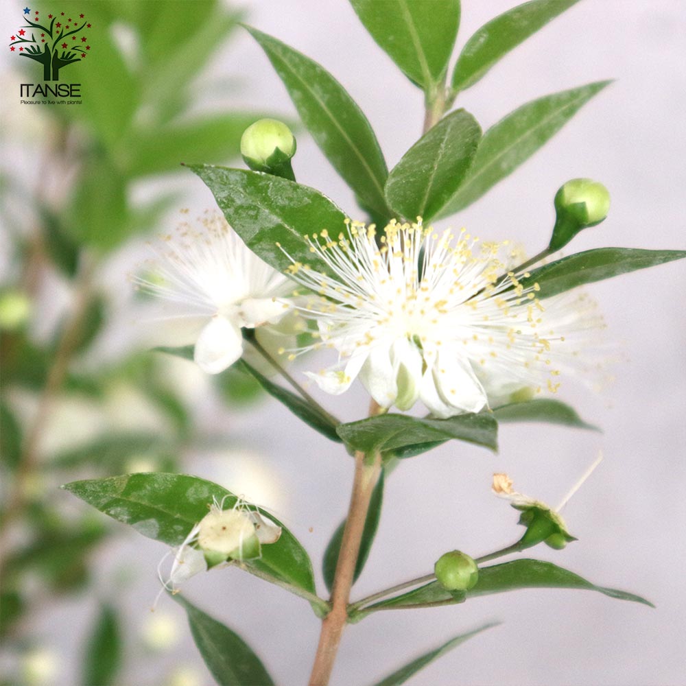 市場 送料無料 銀香梅 銀盃花 ギンバイカ 銀梅花 1個売り 庭木 7号ポット大苗 マートル ギンコウバイ