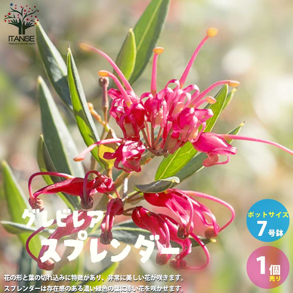 【マラソン★P５倍】グレビレア スプレンダー 庭木 7号鉢大苗 1個売り Grevillea ヤマモガシ シンボルツリー ガーデニング 常緑低木 送料無料 即納