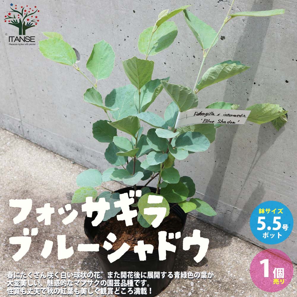 【送料無料】フォッサギラ ブルーシャドウ 庭木 5.5号ポット 1個売り 白花万作 ( シロバナマンサク ) 、フォサギラ、フォザギラ、フォッサギラ インターメディア 送料無料 即納