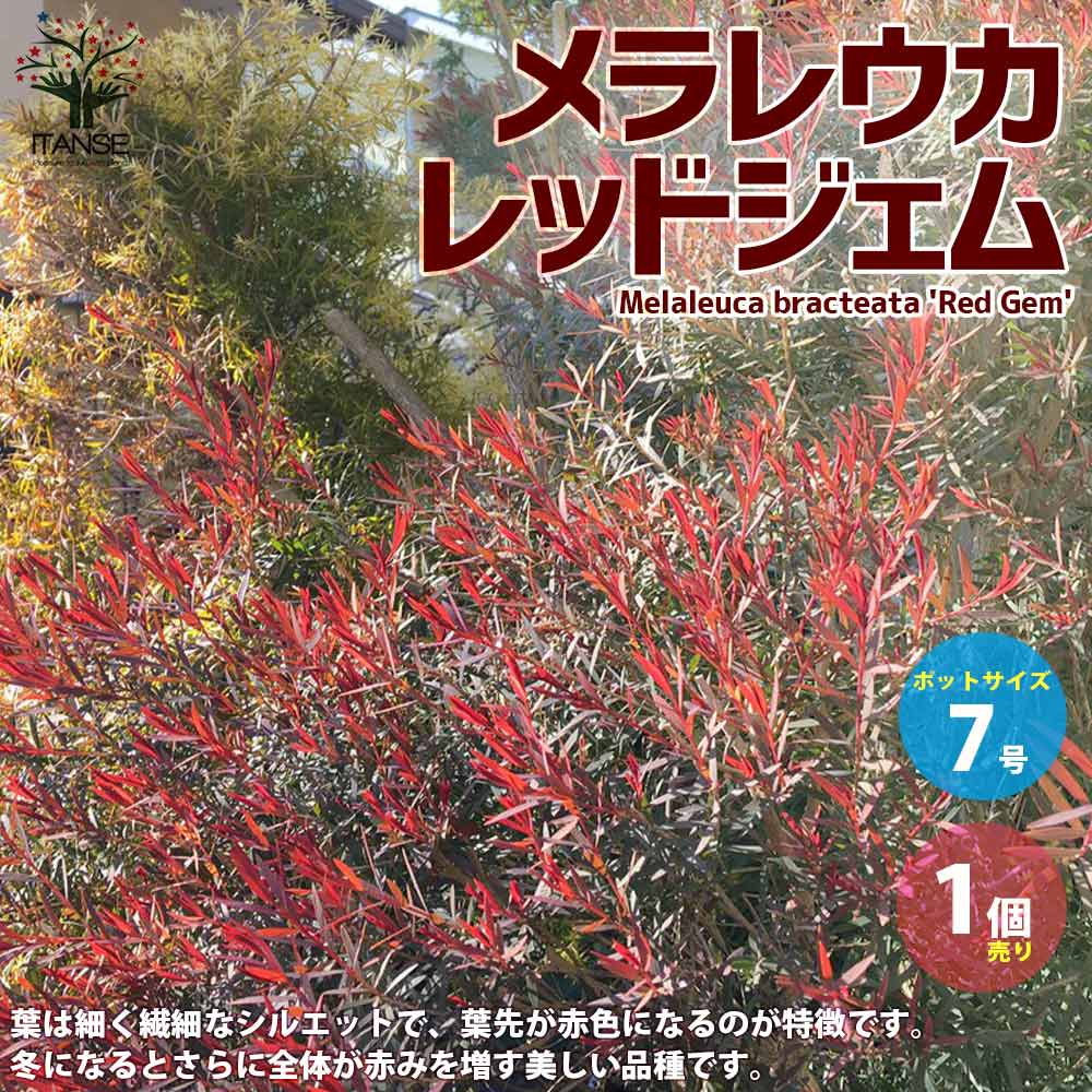 日本全国 送料無料 メラレウカ レッドジェムティーツリー 丈夫 低木 常緑低木 常緑高木 お花 日本全国 送料無料 メラレウカ レッドジェムティーツリー 丈夫 低木 常緑低木 常緑高木 お花