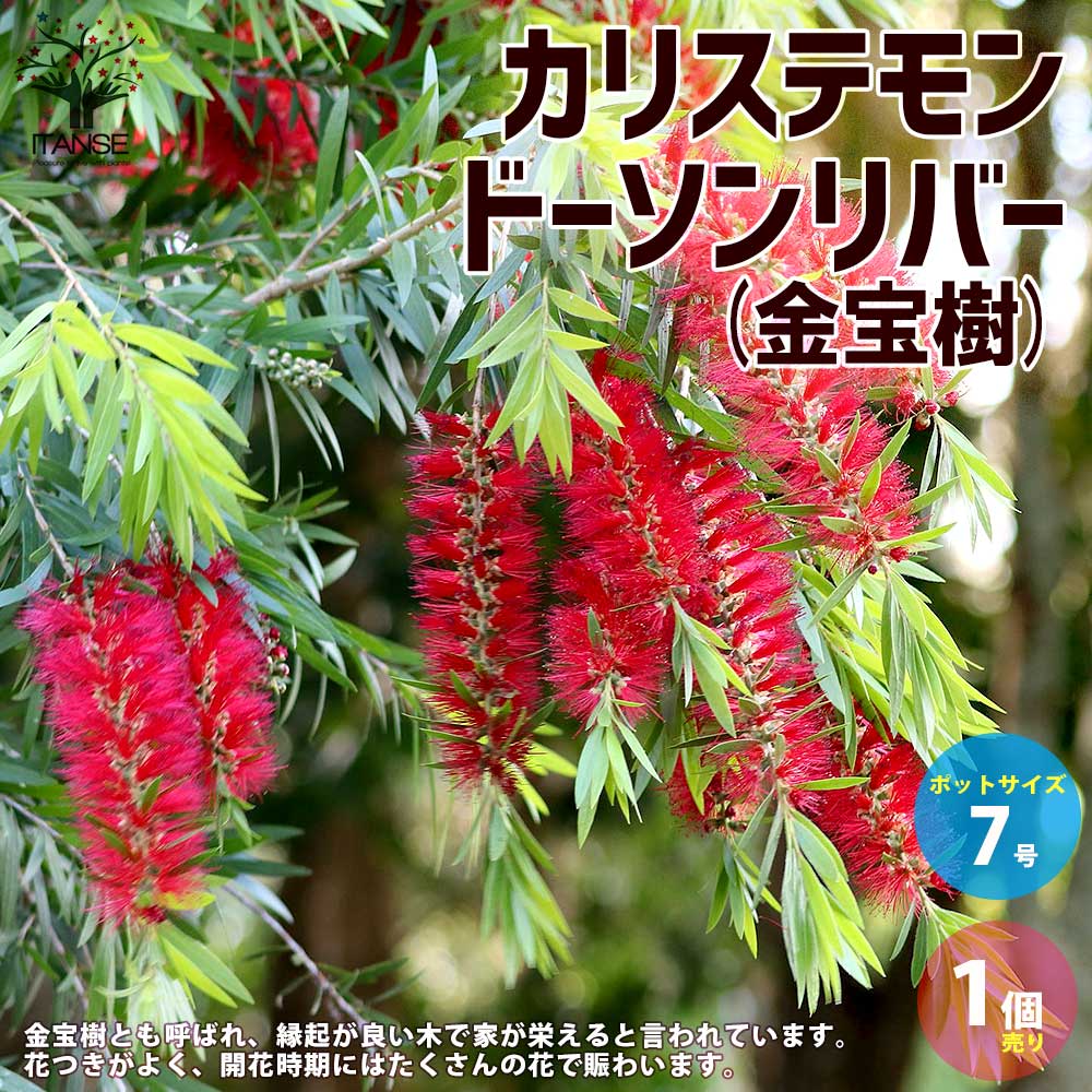 観葉草木特集