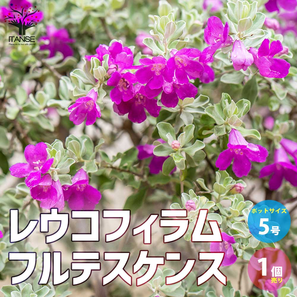 レウコフィルム　グリーンリーフ/ 513 楽天市場】綺麗な紫花が魅力 レウコフィルム シルバーリーフが美しい
