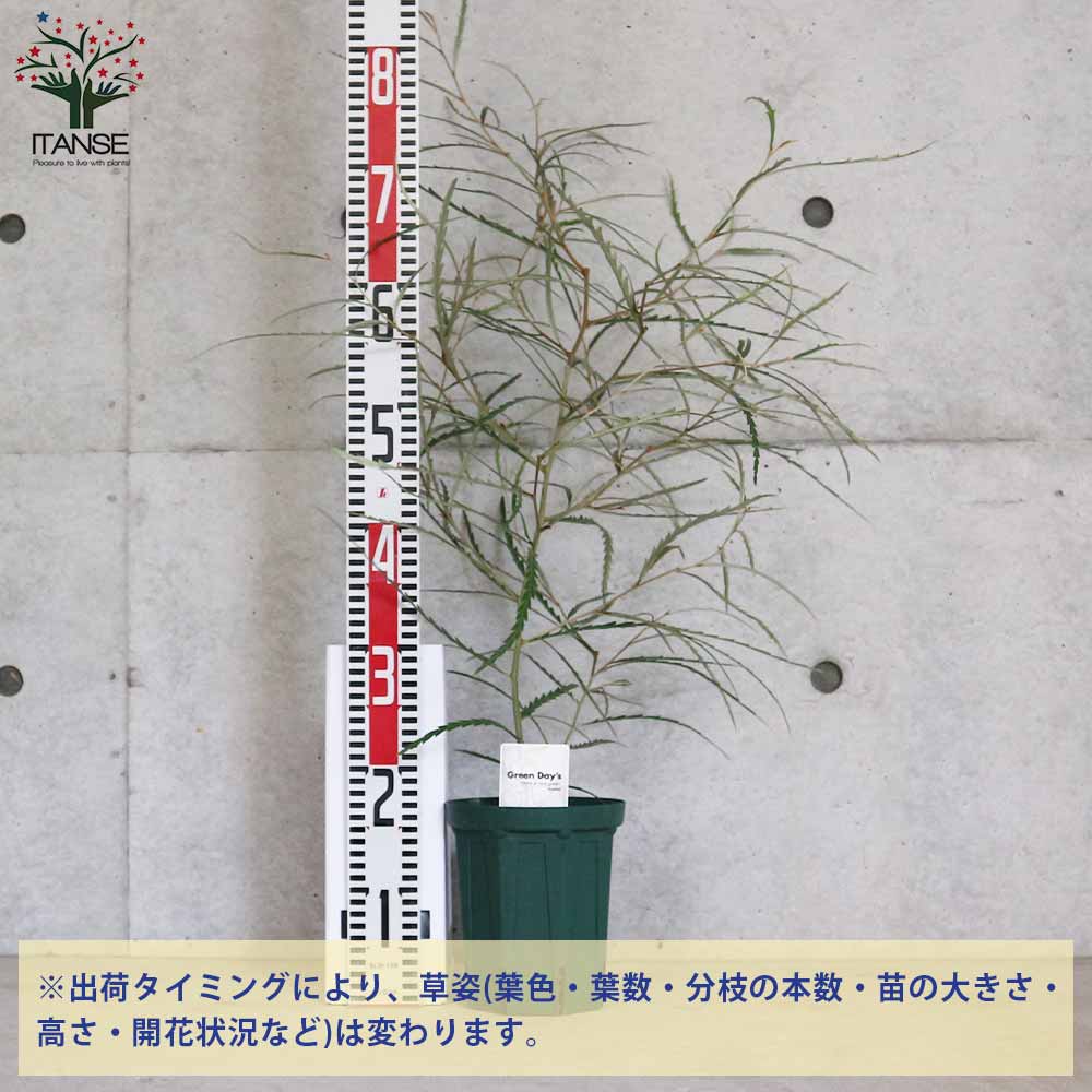 【楽天市場】【エントリーでP5倍】グレビレアロンギフォリア 【庭木 5号ポット/1個売り】グレビレア苗木 グレビレアの苗木 ロブスタ ハゴロモ