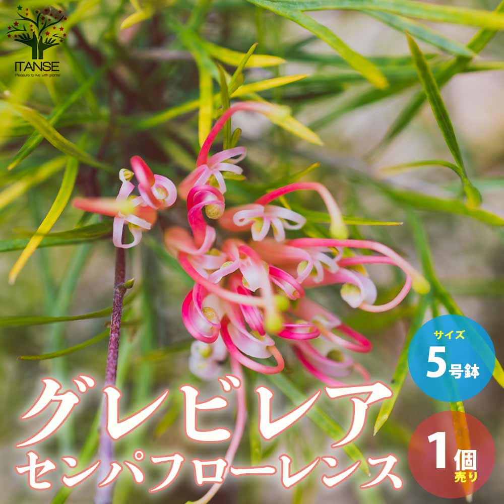 観葉草木特集