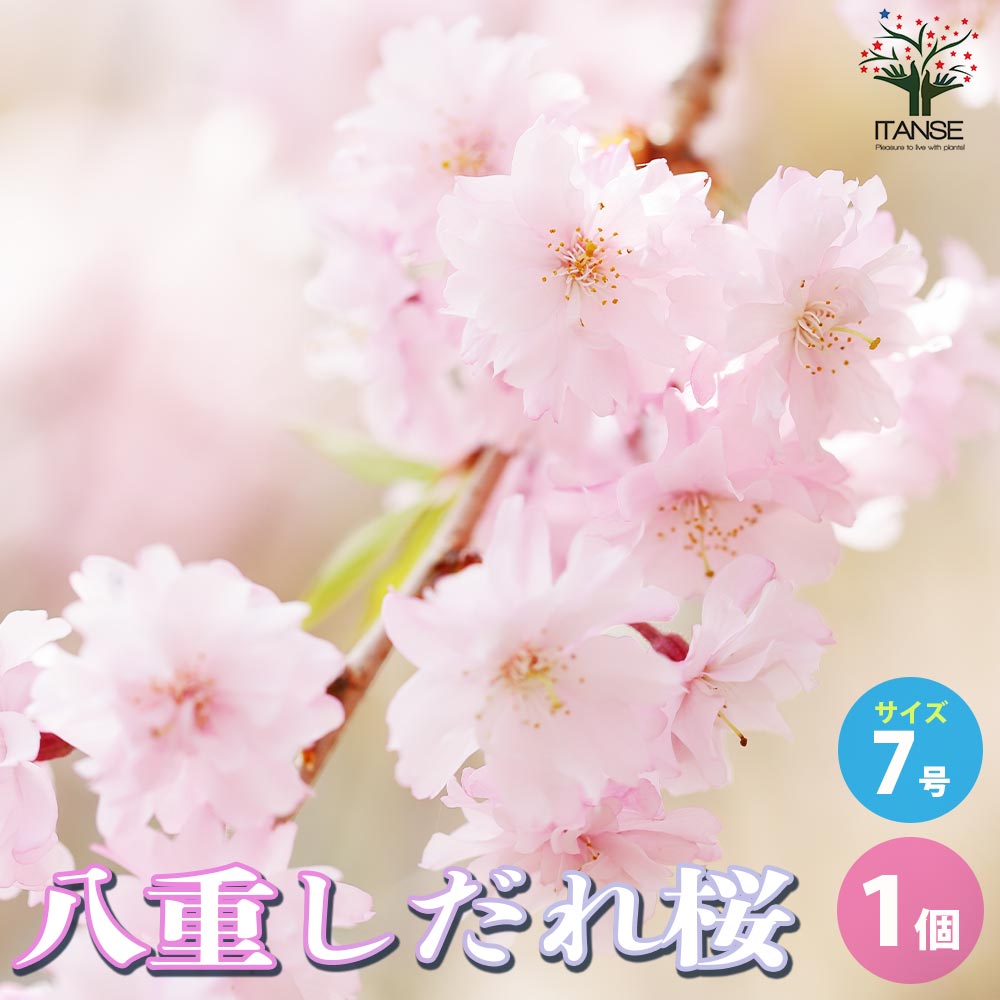 観葉草木特集