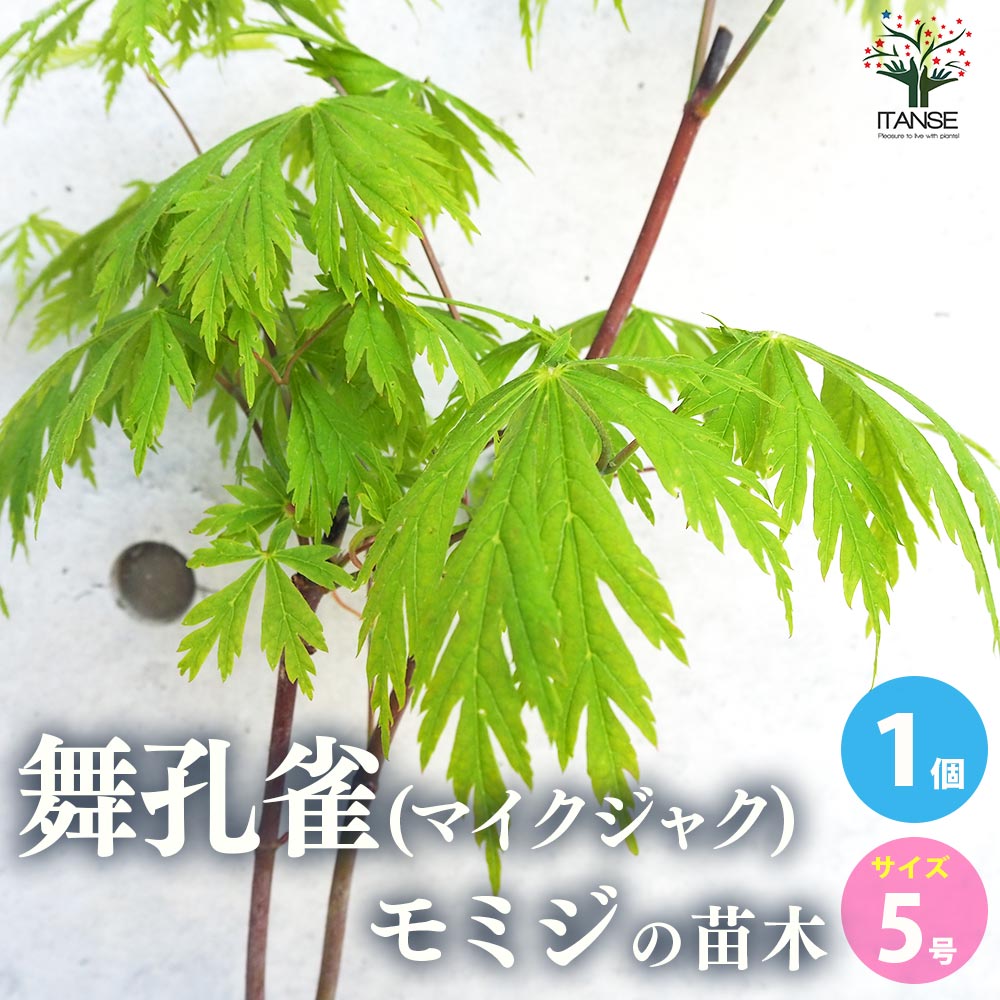 【送料無料】モミジ ( カエデ ) の苗木 品種：舞孔雀 ( マイクジャク ) 庭木 接木苗5号鉢 1個売り 庭木の苗 植木の苗木 ムラカエデ 濃紫 ノウシ モミジ 紅葉 カエデ 楓 モミジの苗 紅葉の苗 かえでの苗 もみじ 送料無料 即納