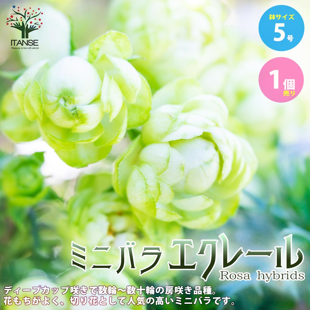 楽天市場】【送料無料】薔薇 オリエンタルエクレール 【花苗 6号ポット