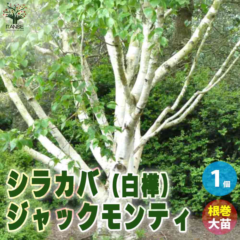 【楽天市場】【送料無料】白樺 ( シラカバ ) ジャックモンティ 庭木 不織布ポット大苗 1個売り 庭木の苗 植木の苗木 シラカバ シラカンバ ...