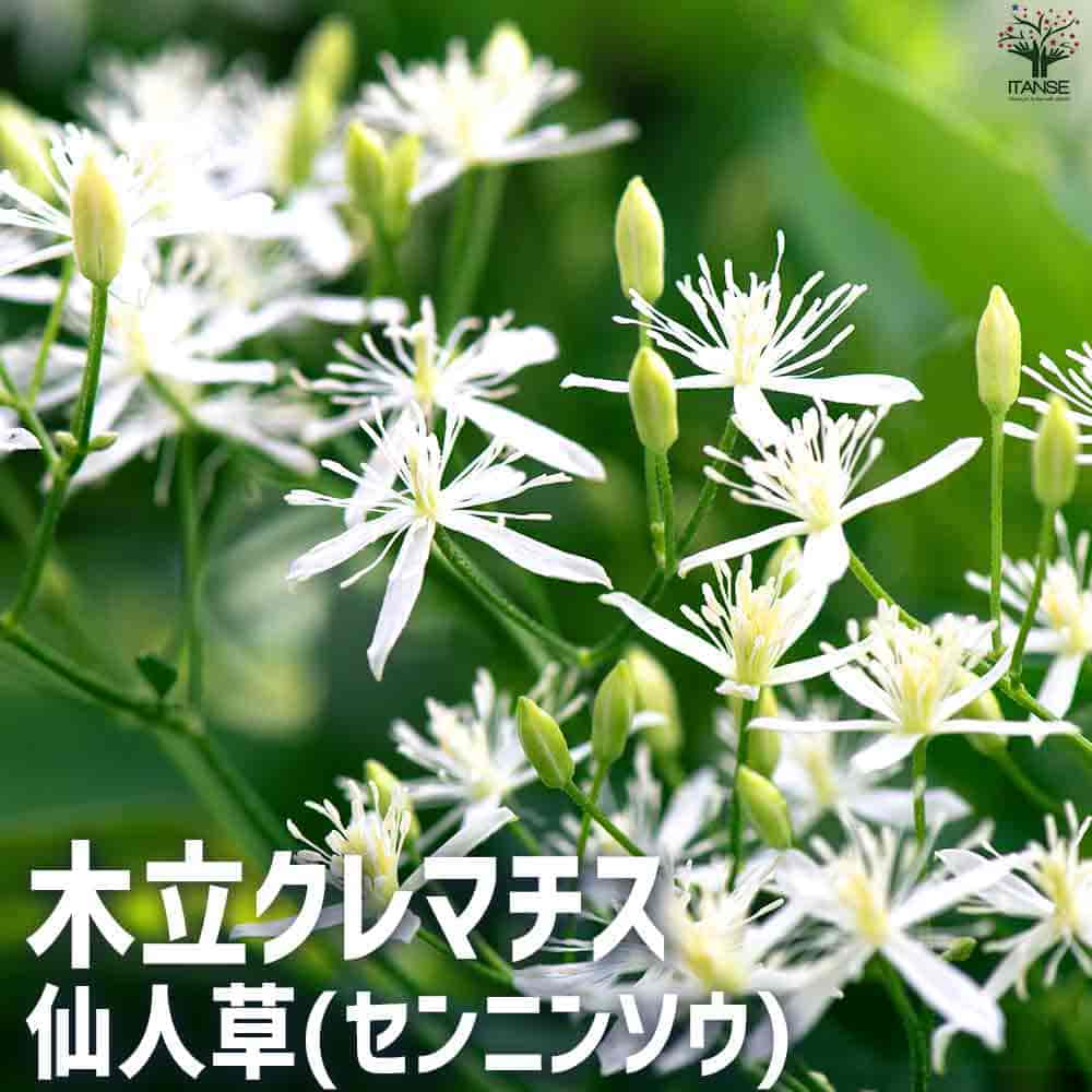 【送料無料】木立クレマチス 仙人草 花苗 5号ポット 馬の歯落とし 馬歯欠 牛食わず 送料無料 即納