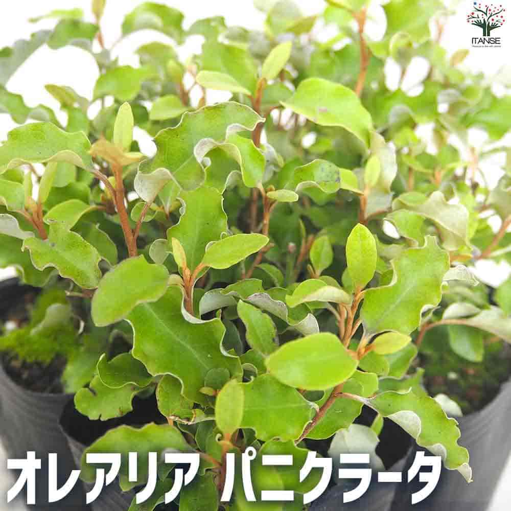 観葉草木特集
